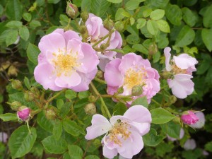 THE LAKELAND ROSE (climber)